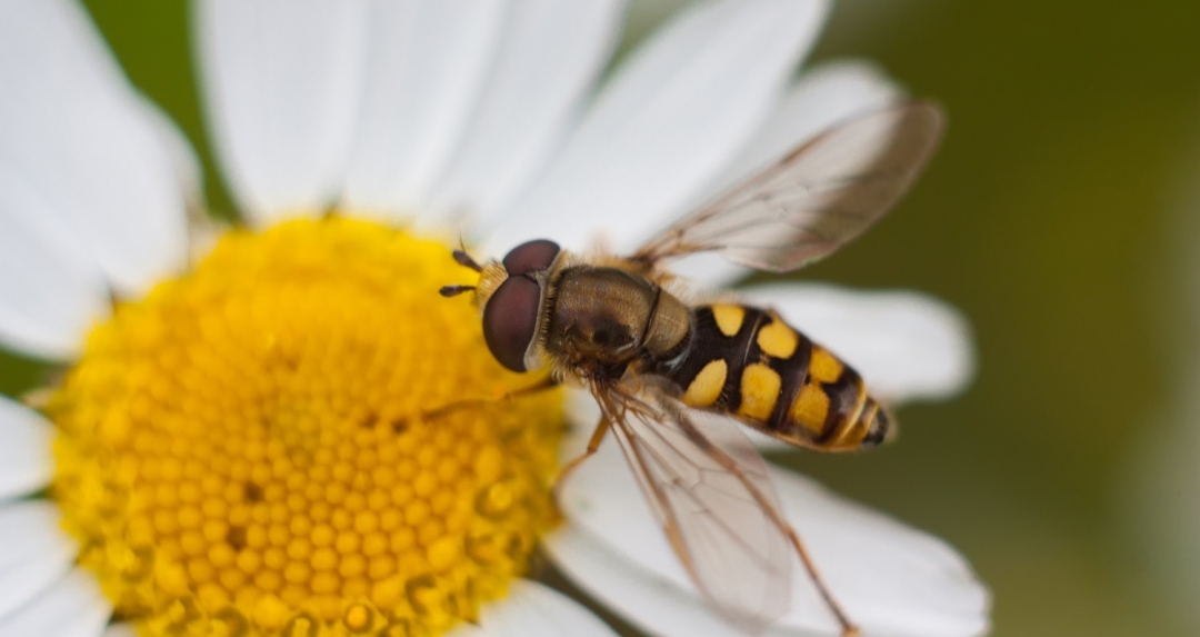 Was ist eigentlich Mimikry? wissen.de