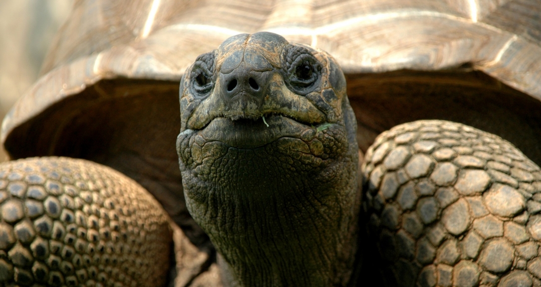 Wissenstest über | Schildkröten-Quiz | wissen.de