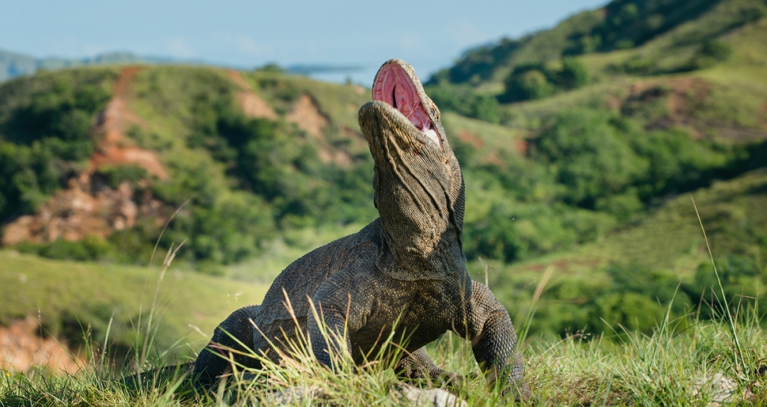 Die Dracheninsel das Zuhause von gigantischen