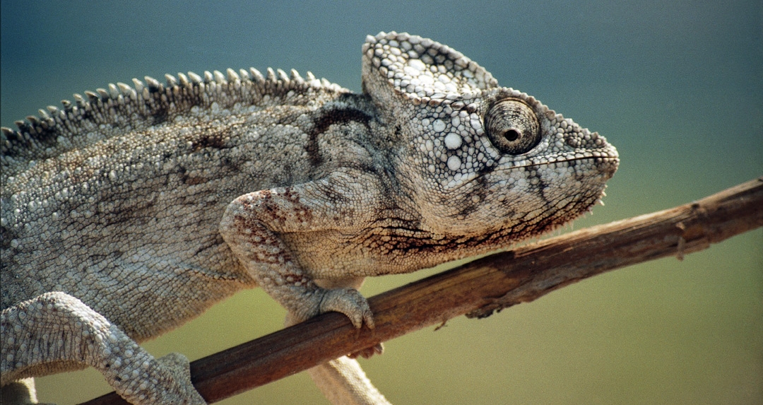 Wissenstest über Doppelbedeutungen wissen.de