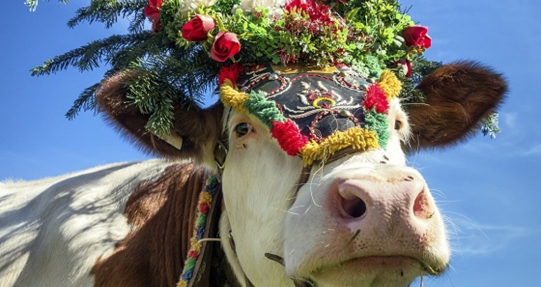 Wissenstest über IEi, IEi, Ooooh das NutztierQuiz wissen.de