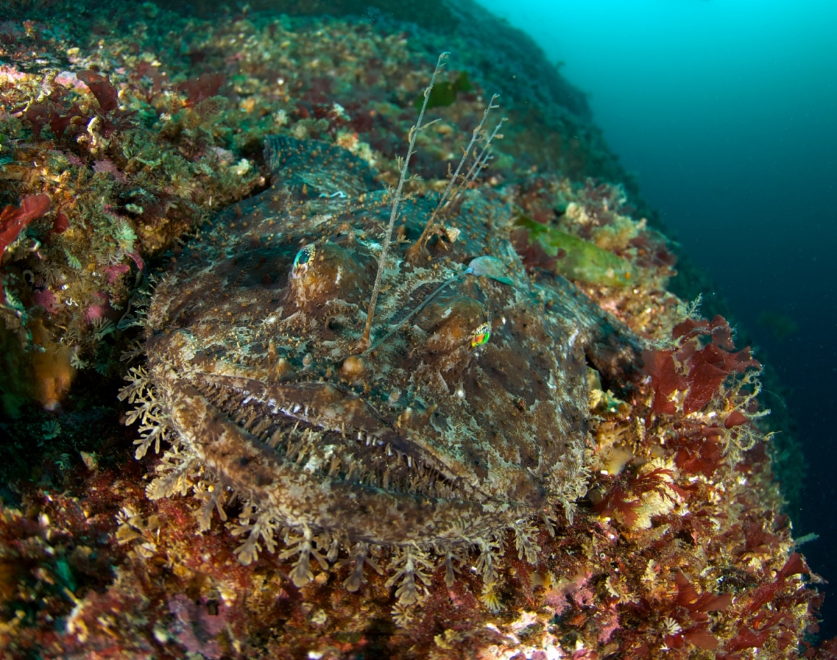 Was ist eigentlich Mimikry? wissen.de