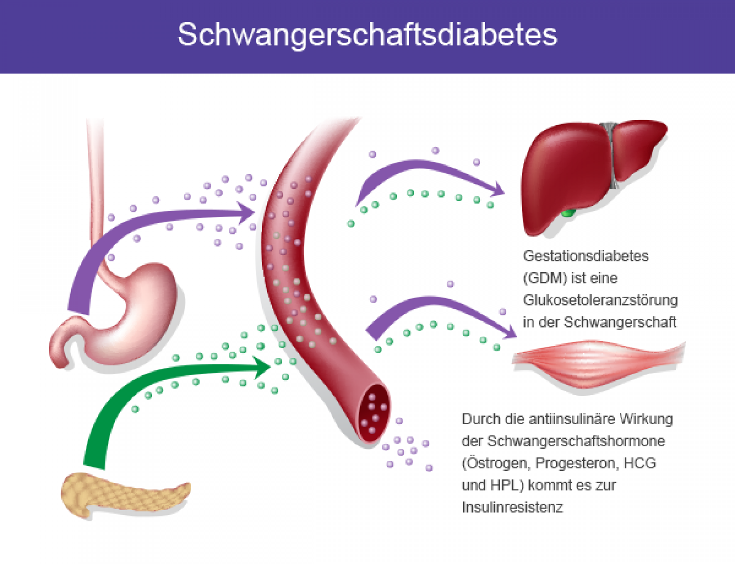 Wie Macht Sich Schwangerschaftsdiabetes Bemerkbar www.wissen.de