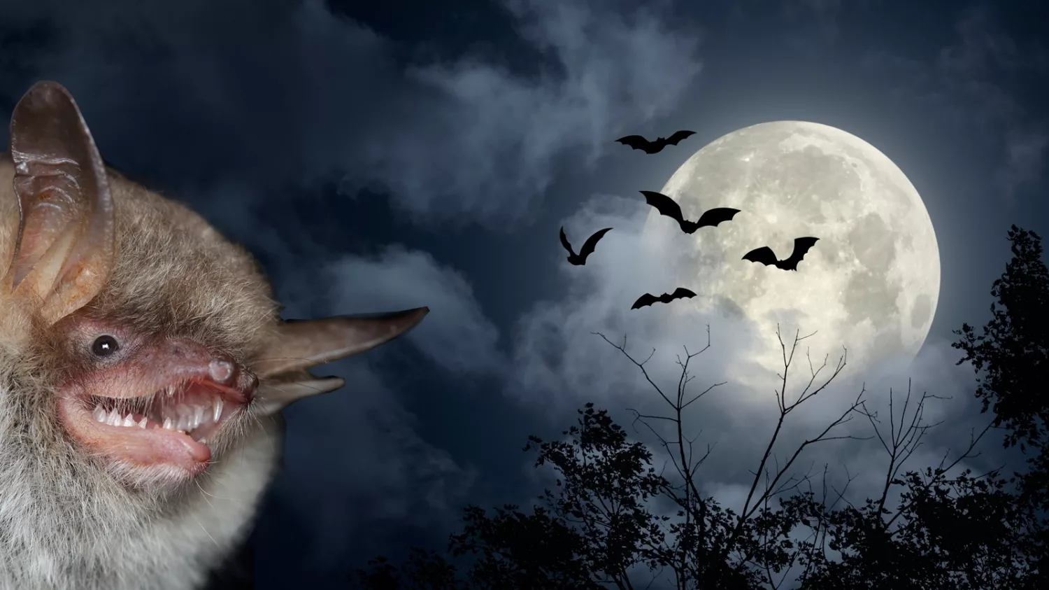 Natterfeldermaus vor Halloween-Nachthimmel