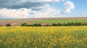 Felder in der Ukraine