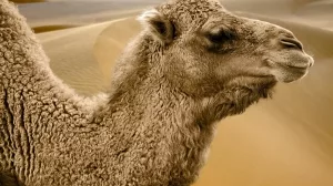 Kamel vor Sandünen
