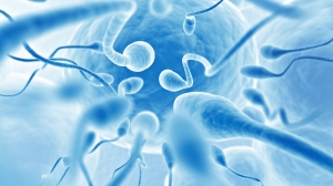Spermien auf dem Weg zur Eizelle, 3D-Illustration