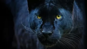 Schwarzer Panther (Panthera pardus)