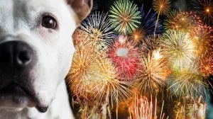 Hund und Feuerwerk