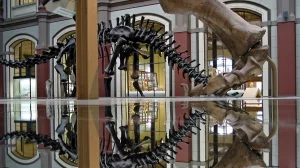 Dinosaurierskelette im Lichthof des Berliner Naturkundemuseums