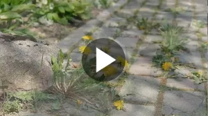 Kopfsteinpflaster mit Unkraut