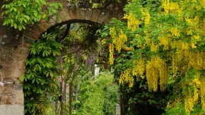Englische Gartenanlaage mit Goldregen