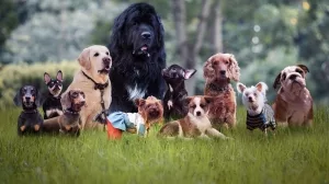 Symbolbild Hundrassen