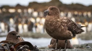 Braune Skuas in der Nähe einer Kaiserpinguinkolonie