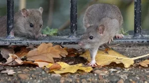 Zwe Ratten im Park