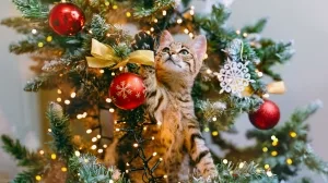 Junge Hauskatze in einem Weihnachtsbaum