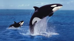 Schwertwalkuh mit Kalb beim Springen