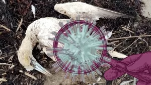 Vogelgrippeopfer - toter Basstölpel an einem Strand der irischen Küste