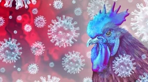 Symbolbild Vogelgrippe H5N1