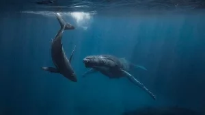 Buckelwal und mit Kalb