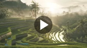 Reisterrassen auf Bali