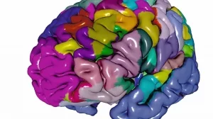 Farbige, dreidimensionale Darstellung eines menschlichen Gehirns mit verschiedenen farblich markierten Regionen.