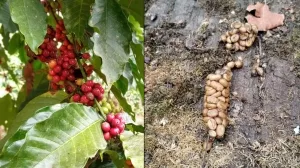 Kaffebohne am Baum und im Kot