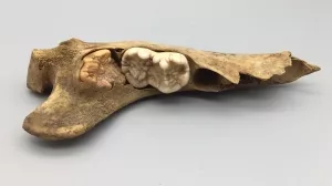 Kiefer eines Höhlenbären