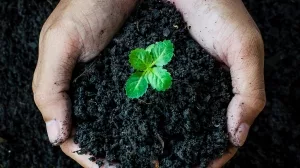 Symbolbild eines Pflanzensprosses in schwarzer Erde