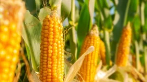 Nahaufnahme von Maispflanzen