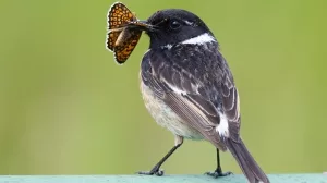 Foto eines Vogels, der einen Schmetterling frisst