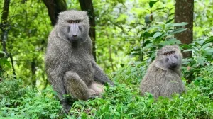 Foto von männlichem und weiblichem Pavian