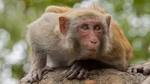 Foto eines lauschenden Makaken