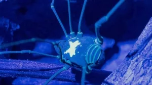 Weberknecht unter UV