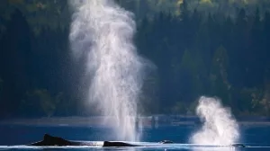 Wale tauchen aus Wasser auf, sprühen Wasser in die Luft vor einer bewaldeten Bergkulisse.