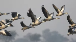 Flock_of_Bar_headed_goose