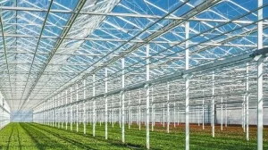 Rows_of_young_geranium_plants_in_a_greenhouse