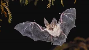 Fledermaus fliegt vor dunklem Hintergrund, umgeben von Blättern.