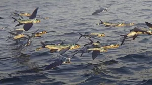 Schwarm von Fischen schwimmt auf der Wasseroberfläche.