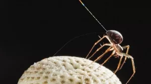 Wissenschaftliche Aufnahme eines kleinen Spinnentiers auf einer weißen, strukturierten Oberfläche gegen schwarzen Hintergrund.