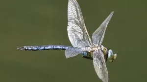 Große_Königslibelle_(Anax_imperator)_im_Flug,_Hessen,_Deutschland