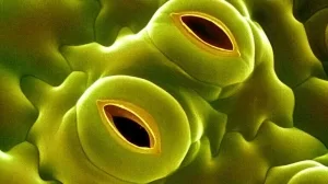 Open_stomata._Coloured_scanning_electron_micrograph_(SEM)_of_open_stomata_on_the_surface_of_a_tobacco_leaf_(Nicotiana_tabacum)._Stomata_are_pores_found_on_the_leaf_surface_that_regulate_the_exchange_of_gases_between_the_leaf's_interior_and_the_atmosphere.