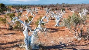 Verwitterte, weiße Bäume auf trockenem, roten Boden in einer offenen Landschaft mit wenigen grünen Sträuchern.