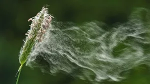 Blume wird vom Wind erfasst, Staub oder Pollen fliegen durch die Luft.