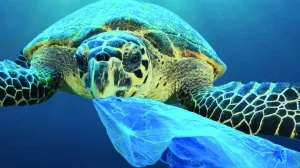 Die Ästhetik trügt: Plasik im Meer ist für viele Tiere lebensbedrohlich, etwa wenn sie es für Nahrung halten und verschlucken.