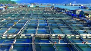 Aquakulturen wie hier im chinesischen Ningde haben riesige Ausmaße angenommen.