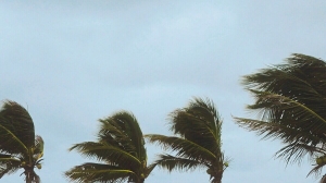 Palm_tree_at_the_hurricane,_Blur_leaf_cause_windy_and_heavy_rain