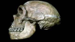 Skelett, Kopf, Neandertaler