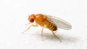 Drosophila, Fliege