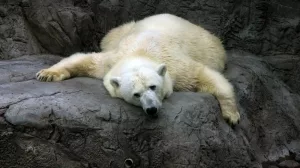 Polarbär, Langweilig